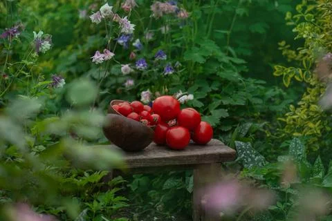 Fresh round red tomatoes on rustic wooden background. Fresh ripe organic gard Stock Photos