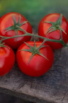 Fresh round red tomatoes on rustic wooden background. Round red tomatoes on w Stock Photos