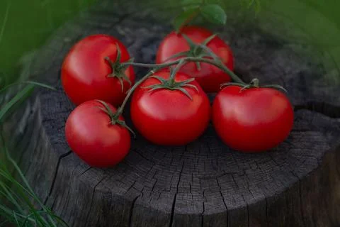 Fresh round red tomatoes on rustic wooden background. Round red tomatoes on w Stock Photos