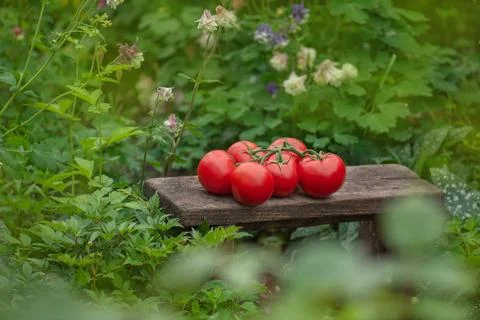 Fresh round red tomatoes on rustic wooden background. Round red tomatoes on w Stock Photos