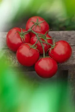 Fresh round red tomatoes on rustic wooden background. Fresh ripe organic gard Stock Photos