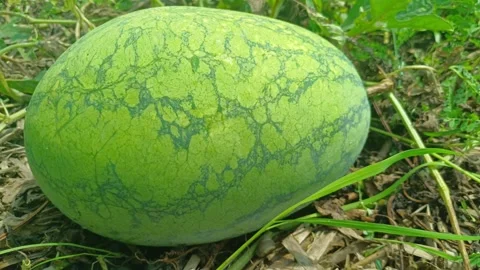 Fresh Round Watermelon Attached To Stem And Vine On Farm Field Close Up Shot Stock Footage 342368396