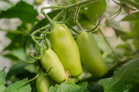 Fresh Rows Green oval tomatoes on branch in organic farm garden. Unripe long  Stock Photos