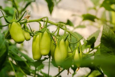 Fresh Rows Green oval tomatoes on branch in organic farm garden. Unripe long  Stock Photos