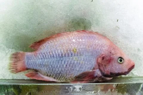 Fresh ruby fish lay on the ice floor Stock Photos