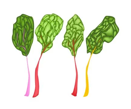 Fresh Ruby Red Chard on White Background Stock Illustration