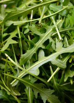 Fresh rucola Stock Photos