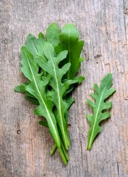 Fresh rucola Stock Photos