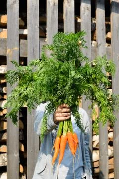 Fresh rustic harvest Stock Photos