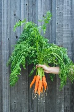 Fresh rustic harvest Stock Photos