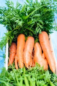 Fresh rustic harvest Stock Photos