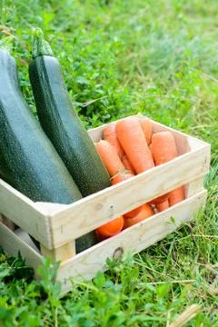 Fresh rustic harvest Stock Photos