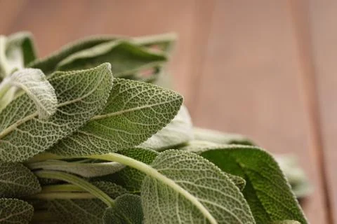 Fresh Sage Bundle Stock Photos
