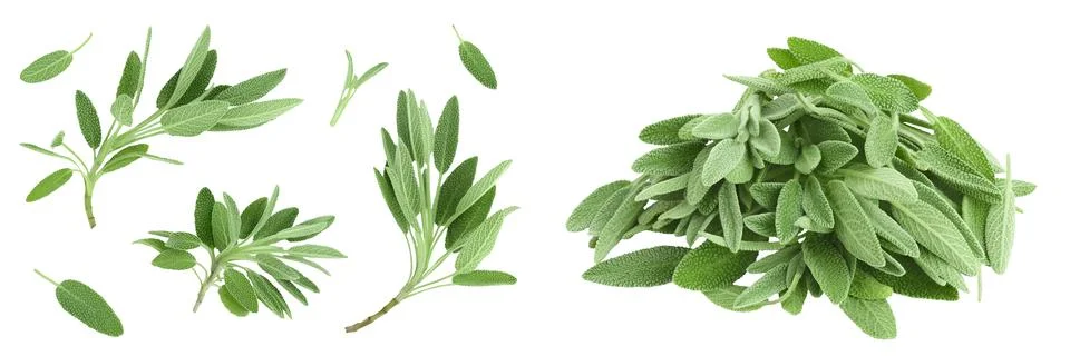 Fresh sage herb isolated on white background with full depth of field, Top view Stock Photos