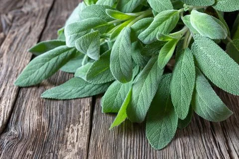 Fresh sage leaves on a rustic background Stock Photos