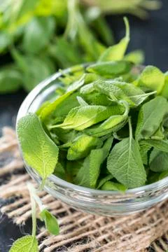Fresh sage Stock Photos