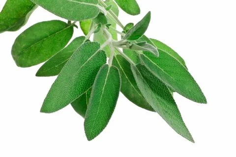 Fresh sage Stock Photos