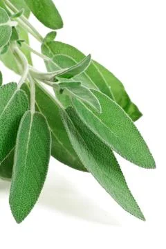 Fresh sage Foto stock
