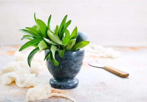 Fresh sage Stock Photos