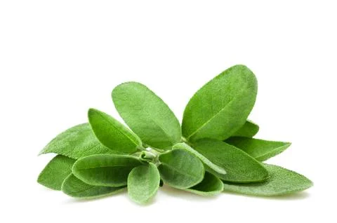 Fresh  sage Stock Photos