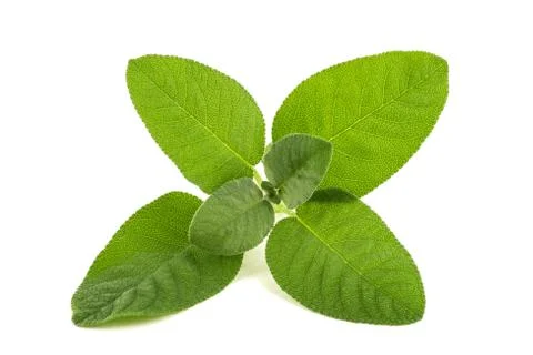 Fresh sage Stock Photos
