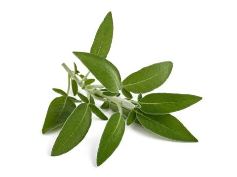 Fresh  sage Stock Photos