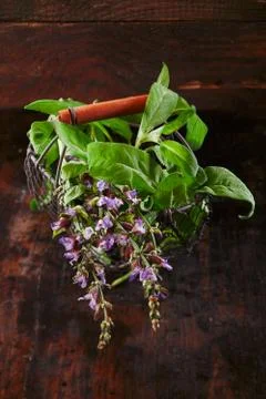 Fresh sage in a rustic wire basket Stock Photos