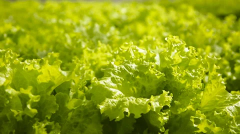 Fresh salad in the garden Vidéo 62660752