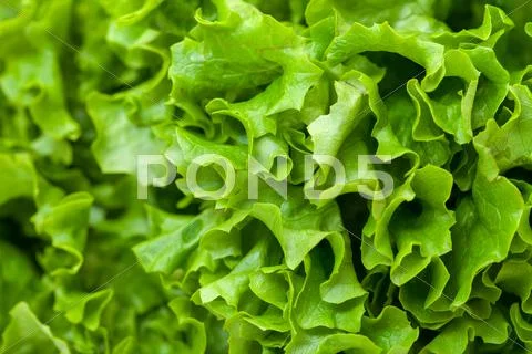 Fresh salad lettuce Stock Photos