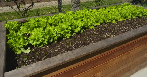 Fresh salad in vegetable garden Stock Footage 144413596