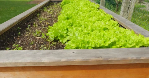 Fresh salad in vegetable garden Stock Footage 144416211