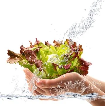 Fresh salade hand-hend falling in water Stock Photos