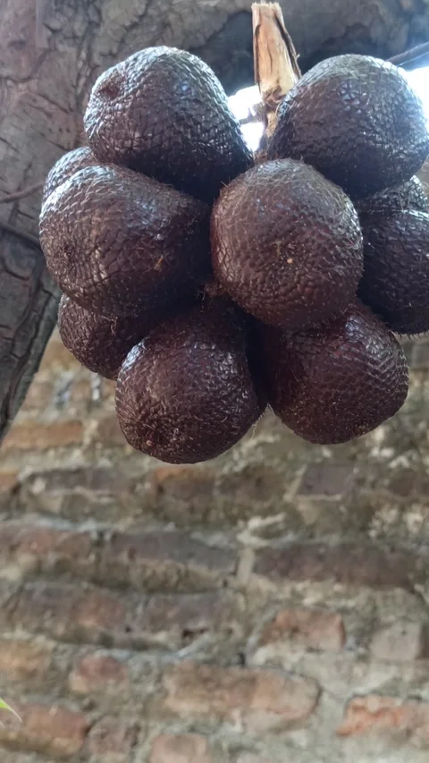 Fresh Salak Fruit Ready to Enjoy Video stock 255086105