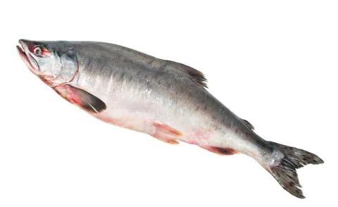 Fresh salmon Stock Photos