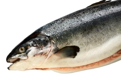 Fresh salmon Stock Photos