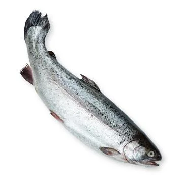 Fresh salmon Stock Photos