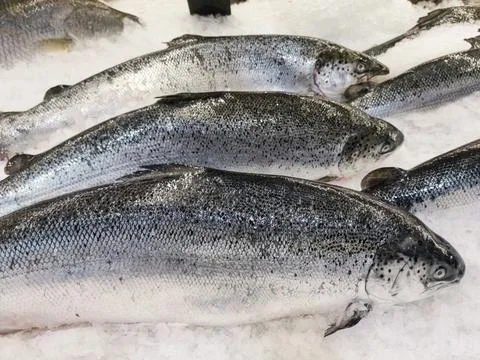 Fresh salmon Stock Photos