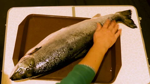 Fresh Salmon on a Tray Vídeo Stock 237583929
