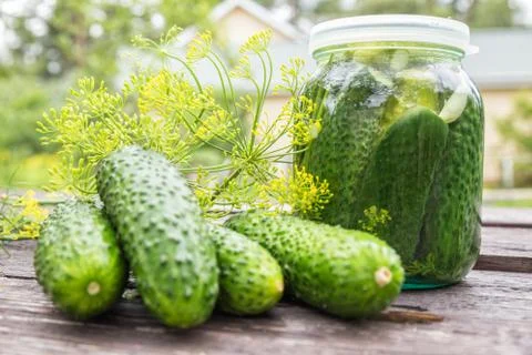 Fresh-salted cucumbers Stock Photos
