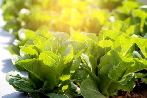 Fresh sapling of green? cos romaine lettuce organic farm in plantation, produ Stock Photos