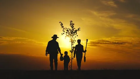 Fresh sapling tree sunset, young roots, soil earth, plant garden, silhouette Stock Photos