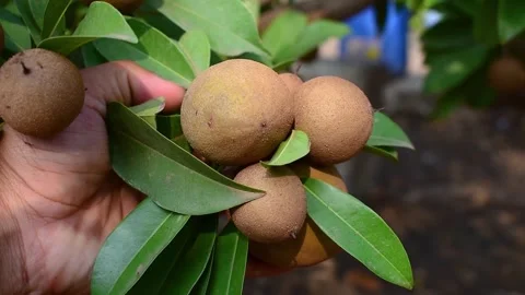 Fresh sapodilla fruit on the tree, chickoo fruit. Sapodilla is tropical fru.. Stock Footage 287546212