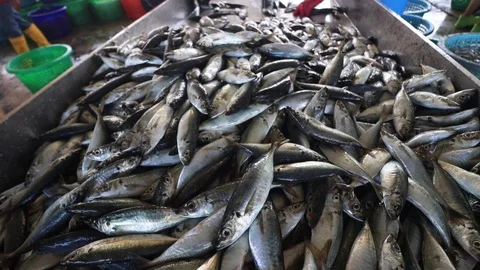Fresh sardines Video stock 123567720