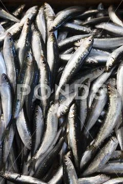 Fresh Sardines At The Outdoor Fish Market; Pylos, Messinia, Greece