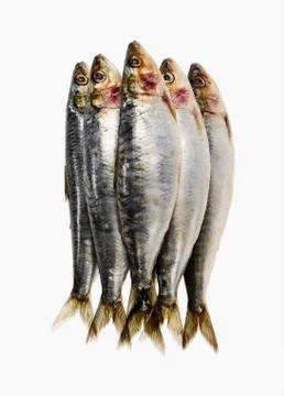 Fresh sardines Stock Photos