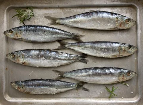 Fresh sardines Stock Photos