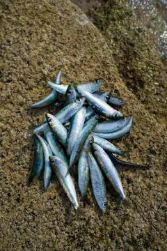 Fresh sardines Stock Photos