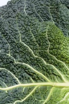 Fresh savoy cabbage leaf as a texture Stock Photos