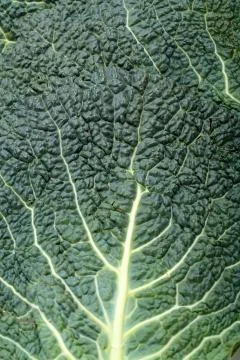 Fresh savoy cabbage leaf as a texture Stock Photos