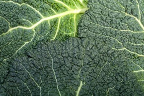 Fresh savoy cabbage leaf as a texture Stock Photos